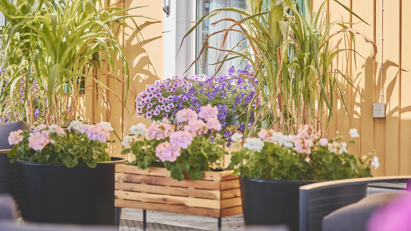 Fönster med blommor på Karaktärshotellet